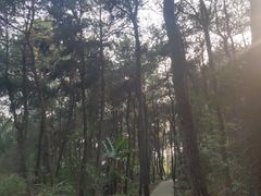 -铁山坪森林公园