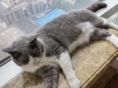 -Catmate·猫肥家润(金润铂宫店)