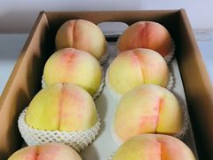 -南汇新场正宗水蜜桃采摘