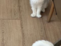 -有猫主题·治愈系猫咖(曾厝垵店)