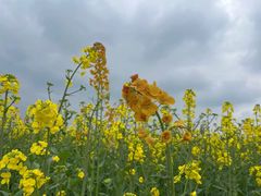 -三圣花乡旅游区