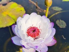 -中国科学院华南植物园