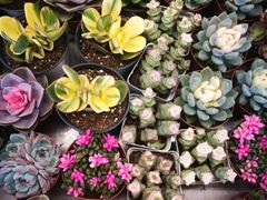 -秦美花卉(天朗·莱茵小城2期店)