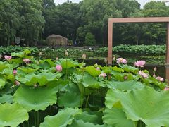 -陈家山荷花公园