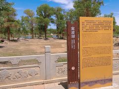 -金塔沙漠胡杨林景区
