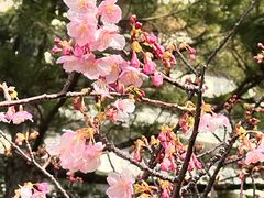 -台场海滨公园船码头