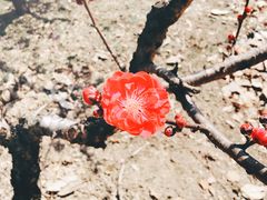 -南汇桃花村