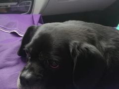 -宠福鑫康馨动物医院·骨科·眼科