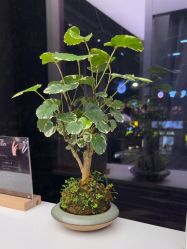 点击看大图 -菲·木田moontin造型salon
