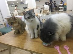 -李小姐の猫咖啡馆(五角场店)
