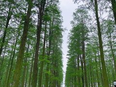 -渌洋湖湿地公园
