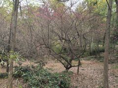 -宝界山林公园