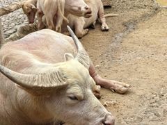 -泉州海丝野生动物世界