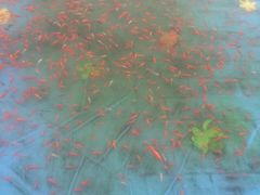 -白塘生态植物园