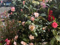 -平吉花卉市场