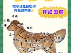 -翊宠yipet猫狗购宠庄园犬舍•猫舍