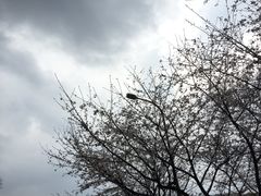 -武汉大学-樱园