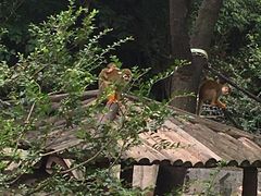 -上海野生动物园