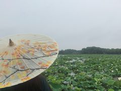 -荷塘月色湿地公园·向阳花洲