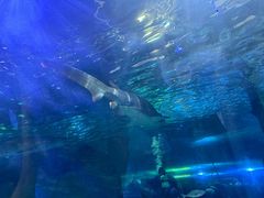 -悉尼海洋生物水族馆