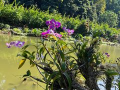 -深圳仙湖植物园