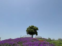 -祥源·阜阳生态乐园