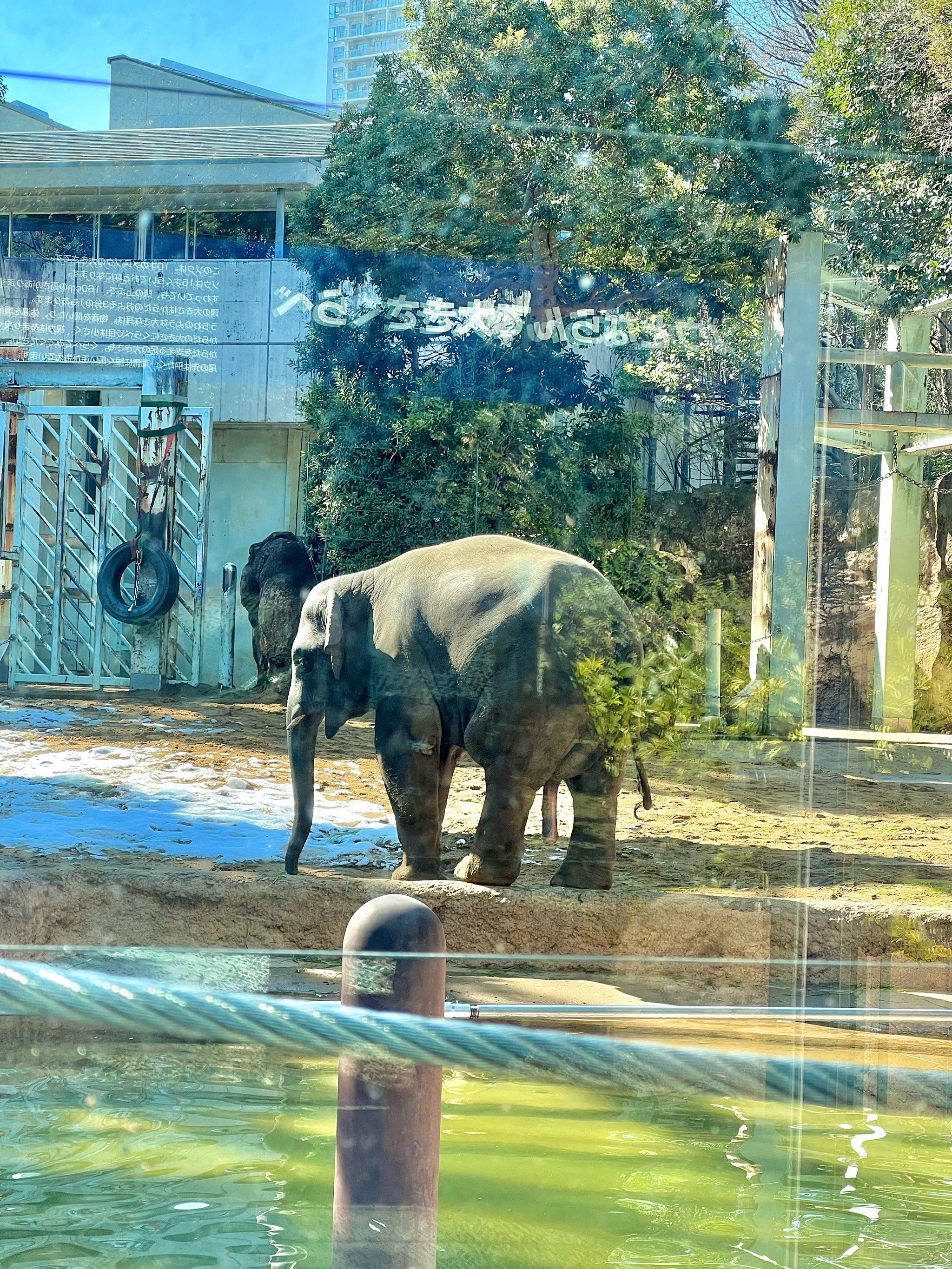 上野动物园大象