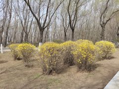 -丁香湖公园