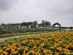 -紫颐香薰山谷景区