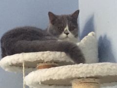 -喵的天空名猫咖啡馆·撸猫·猫舍·用品