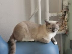 -琪喵猫屋·撸猫猫咖·猫舍