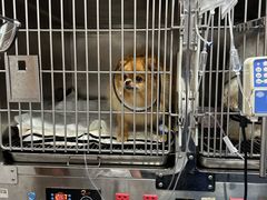 -博特宠物医院24h犬猫全科.骨科·异宠