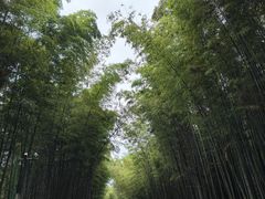 -蜀南竹海景区