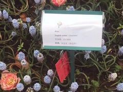 -上海鲜花港