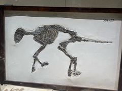 -安徽省地质博物馆