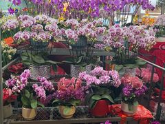 -越秀西湖花市(广州城市广场花卉店)