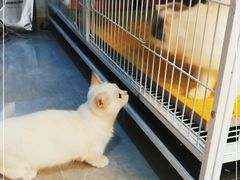 -山宅一喵德文卷毛猫舍