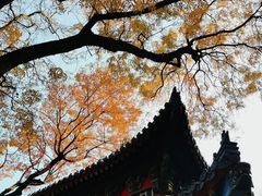 -灵谷景区