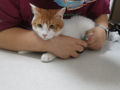 -瑞派长江宠物医院·猫科·外科·24小时夜护(谊城公寓分院)