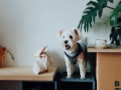 -纽巷咖啡 SOFTFOCUS COFFEE(锦和巴黎时韵店)