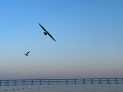 -星海湾跨海大桥
