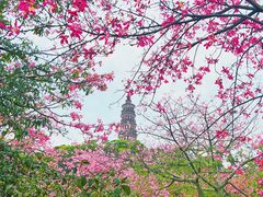 -顺峰山公园