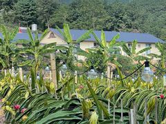 -中国科学院西双版纳热带植物园
