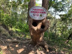 -上海佘山国家森林公园天马山园