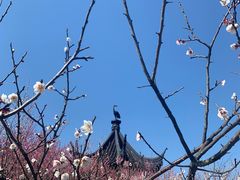 -香雪海