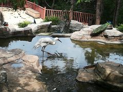 -燕塞湖鸟语林景区