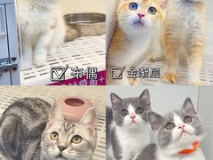 -lincat·猫舍(广州店)