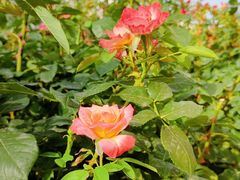 -元大都城垣遗址公园