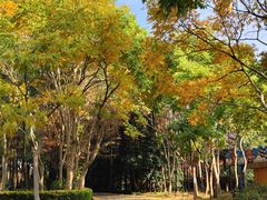 -上海滨江森林公园
