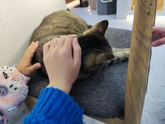 -喵园·猫主题咖啡厅·撸猫·猫咖(国贸店)